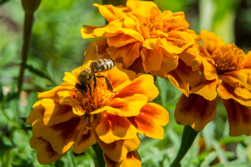 bee on yellow flower close up