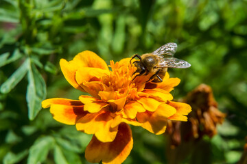 bee on yellow flower close up