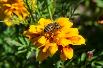 bee on yellow flower close up