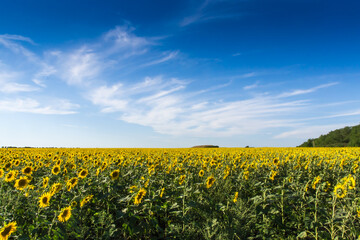 yellow field with sunflowers against a bright blue sky with white clouds, flag of ukraine