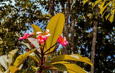 two colorful flower in the wild