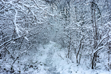 A path in a snowy forest. The branches of the bush are covered with white snow
