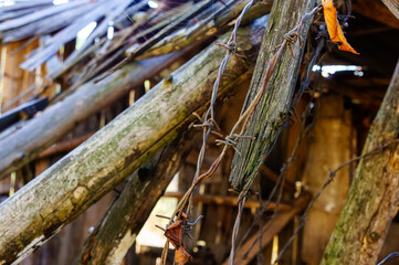 Ruins of an old wooden house close-up. Rusty barbed wire wraps around old logs. The web emphasizes the atmosphere of desolation