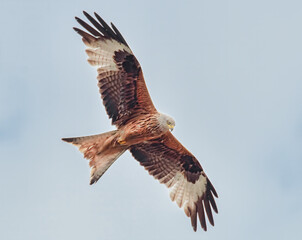 Fliegender Rotmilan