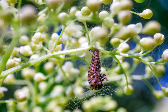 Ladybug larva close up