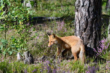 Young red fox in the forest on a summer day Vulpes vulpes