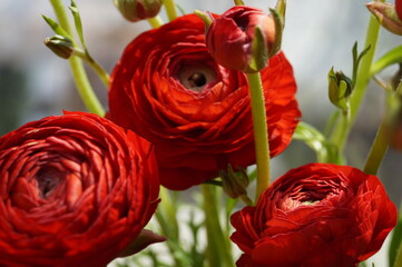 red buttercup on a green background