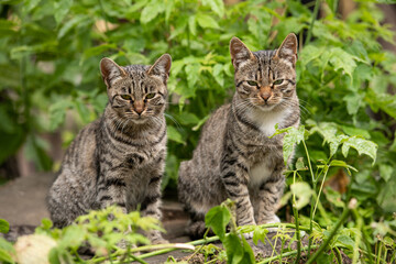 Two tabby cats sit in grass outdoor