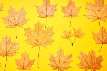 Fototapeta na wymiar fall season concept. stack of yellow maple leaves on a bright background. autumn decoration backdrop