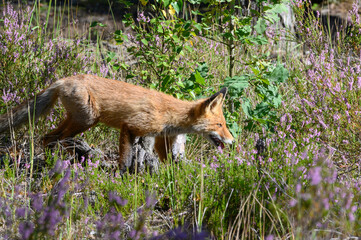 Young red fox in the forest on a summer day Vulpes vulpes