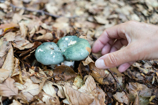View of a hand picking a mushroom in a forest. Russula virescens