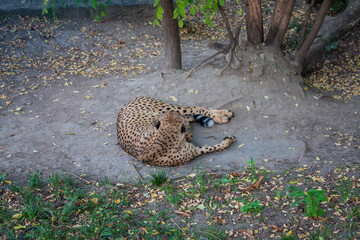  Cheetah in belgrade zoo, Serbia