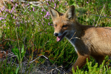 Young red fox in the forest on a summer day Vulpes vulpes