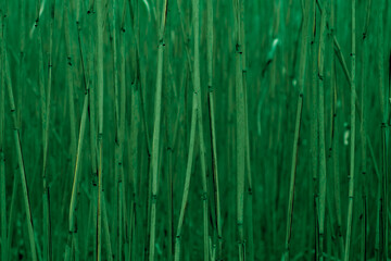 Natural high grass green background. Bamboo background.