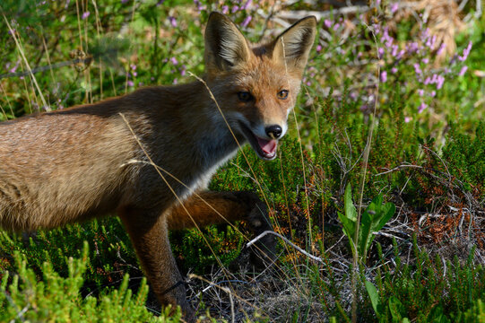 Young red fox in the forest on a summer day Vulpes vulpes