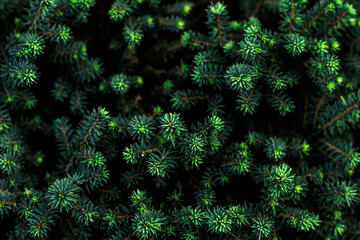 green background of thuja branches. Pattern of green needles and branches