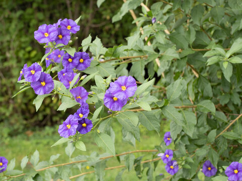Enzianstrauch oder Kartoffelblume (Lycianthes rantonnetii). Zierstrauch mit blauen sternförmigen Blüten und leuchtend gelben Staubblättern in der Mitte