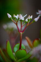 jade flower