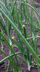 Chives growing on a home plot, ready to be picked.