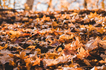 Autumn forest landscape in orange colors in the fall.