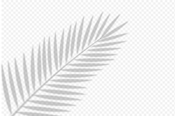 shadows overlay of palm leaf
