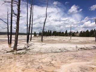 tall thin trees in Yellowstone hot springs 