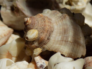 Caracol marino