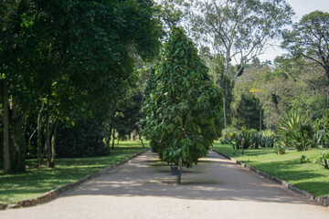 path nature green peace outdoors