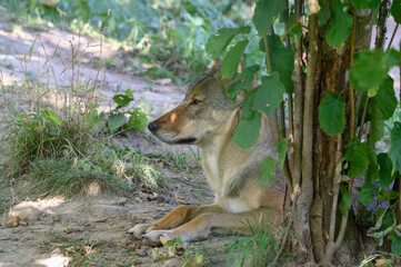 Grey Wolf in theWoods (Canis lupus)