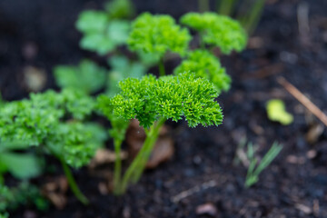 Fresh parsley in the garden bed