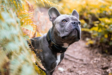 french bulldog in the autumn woods