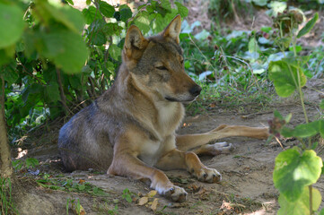 Grey Wolf in theWoods (Canis lupus)
