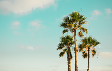 Palm trees and blue sky.