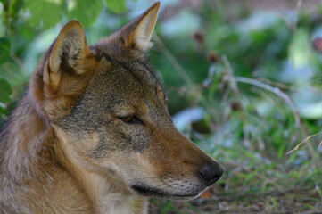 Grey Wolf in theWoods (Canis lupus)