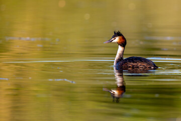 Great crested grebe (Podiceps cristatus) swimming on a lake in early morning light.