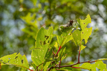 Gefräßige Raupen: Riesige Schwammspinner-Plage in Deutschland