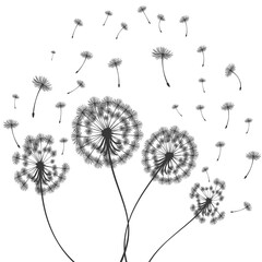 Vector illustration dandelion time. Dandelion seeds blowing in the wind. The wind inflates a dandelion isolated in white background