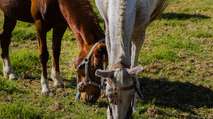 Obraz premium horse eating grass