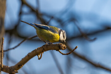 great tit on a branch near the bird feeder