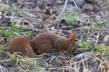 European brown squirrel in winter coat on a branch in the forest