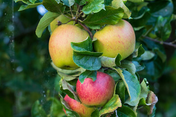Diese Äpfel sind fast reif und können bald geerntet werden.