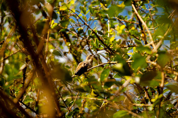 Hummingbird