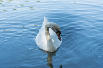 Cisne blanco nadando en un lago de día