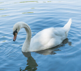 Cisne blanco nadando en un lago de día