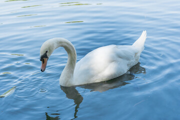 Cisne blanco nadando en un lago de día