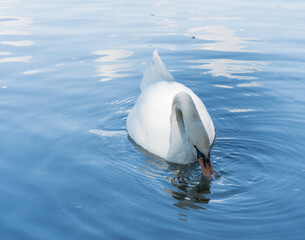 Cisne blanco nadando en un lago de día