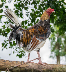 Gallos de pelea con diferentes plumajes. Son animales muy agresivos y están entrenados para rendir mejor durante el combate 