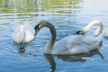 Naklejka premium Cisnes blancos nadando en un lago de día