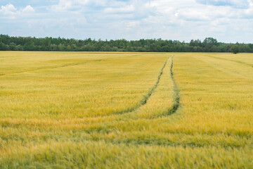 gelbes Getreide Feld mit symetrischer Traktorspur 