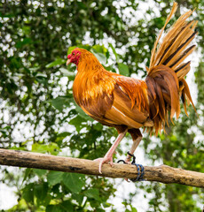 Gallos de pelea con diferentes plumajes. Son animales muy agresivos y están entrenados para rendir mejor durante el combate 
